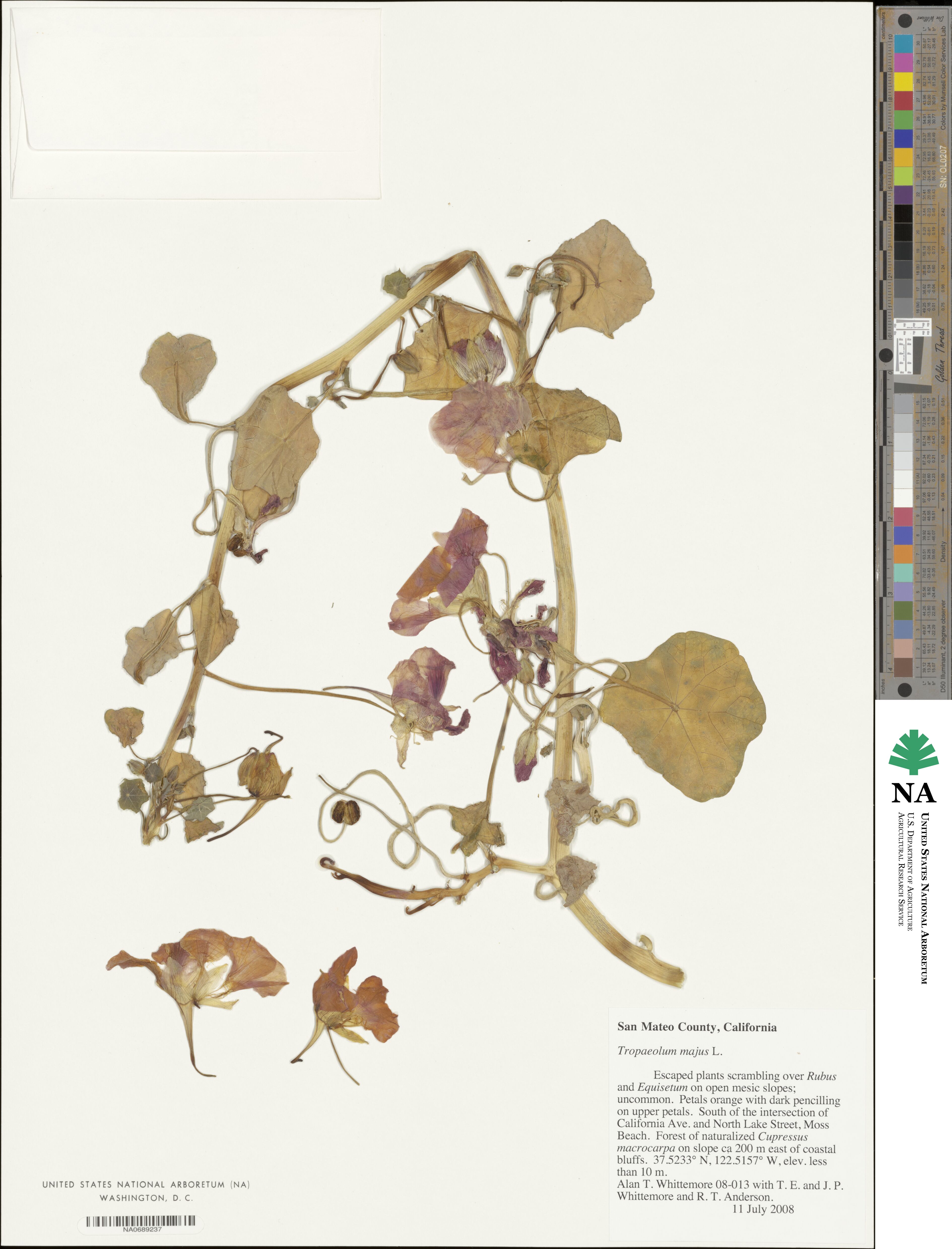 Tropaeolum majus image