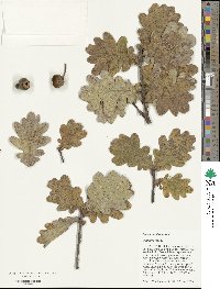 Quercus robur image