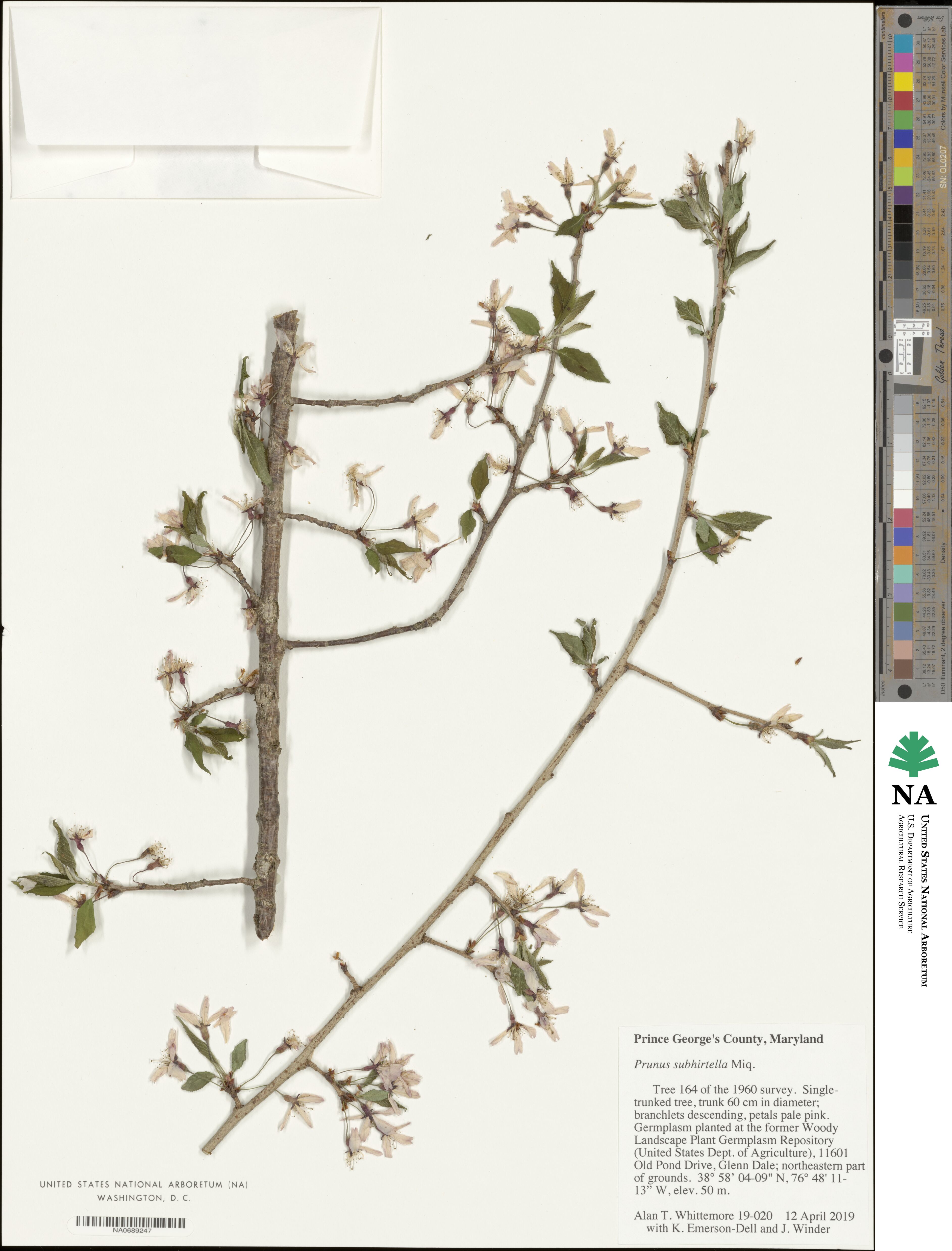 Prunus subhirtella image