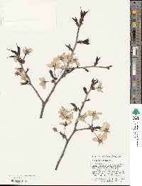 Prunus sargentii image