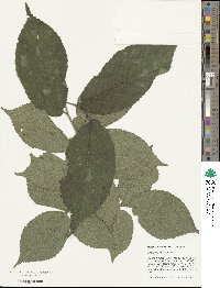 Ulmus rubra image