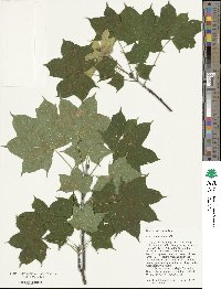 Acer cappadocicum image