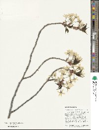 Prunus itosakura image