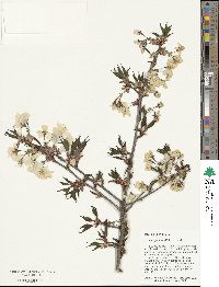 Prunus speciosa image