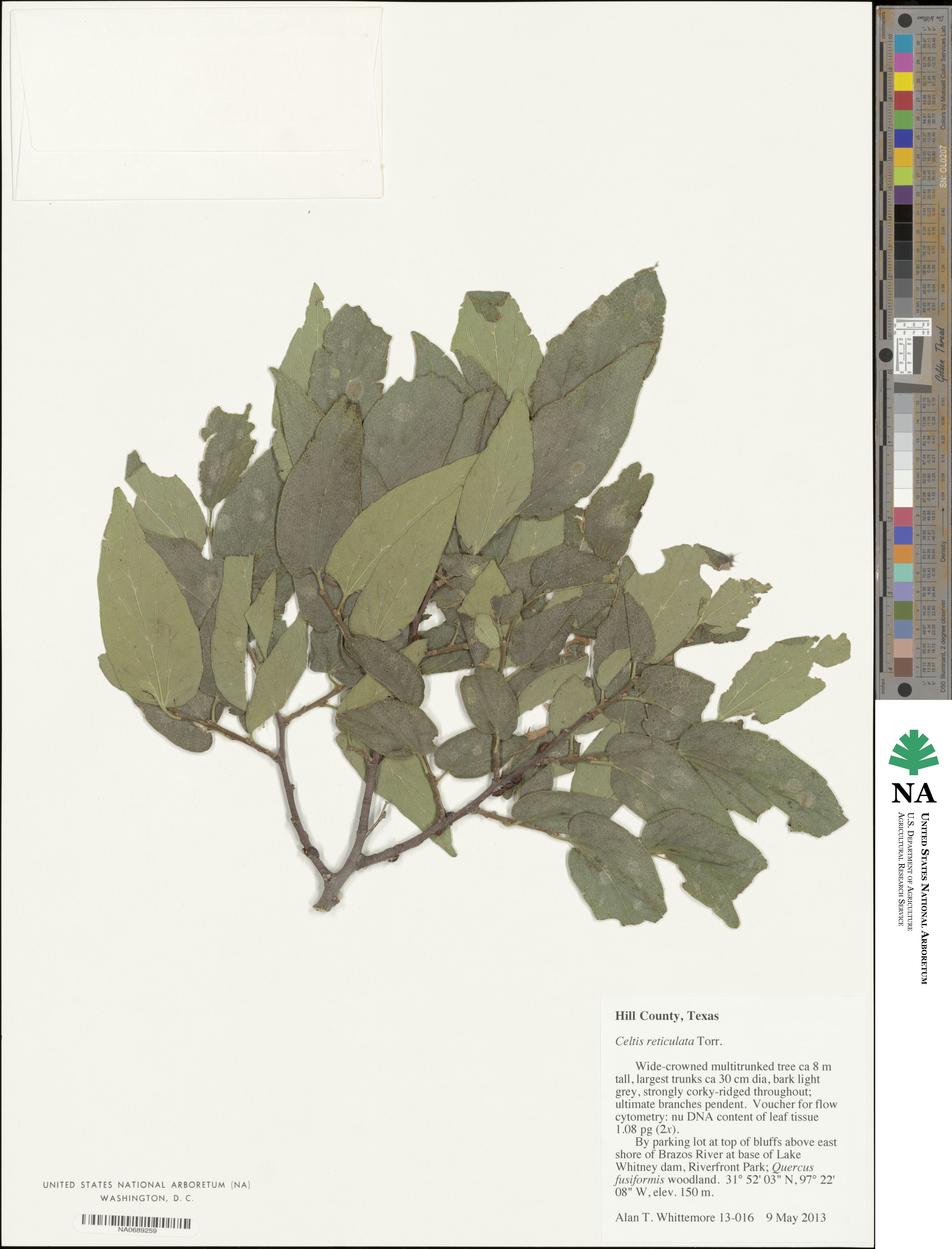 Celtis reticulata image