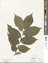 Ulmus rubra image