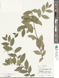 Ulmus alata image