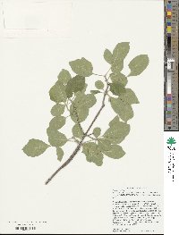 Fraxinus velutina image