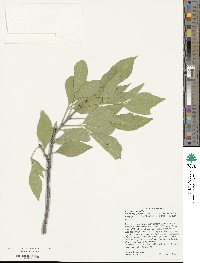 Fraxinus velutina image