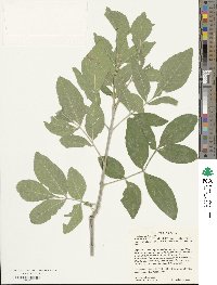 Fraxinus velutina image