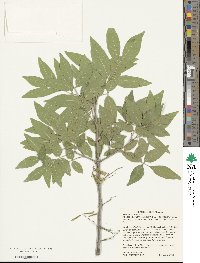 Fraxinus velutina image