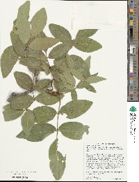 Fraxinus velutina image