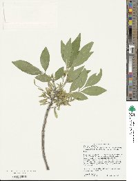 Fraxinus velutina image