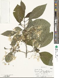 Chionanthus virginicus image