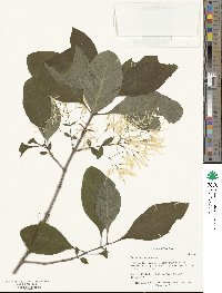 Chionanthus retusus image