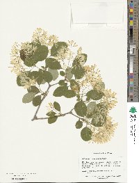 Chionanthus retusus image