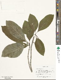 Chionanthus virginicus image