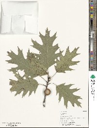 Quercus rubra image