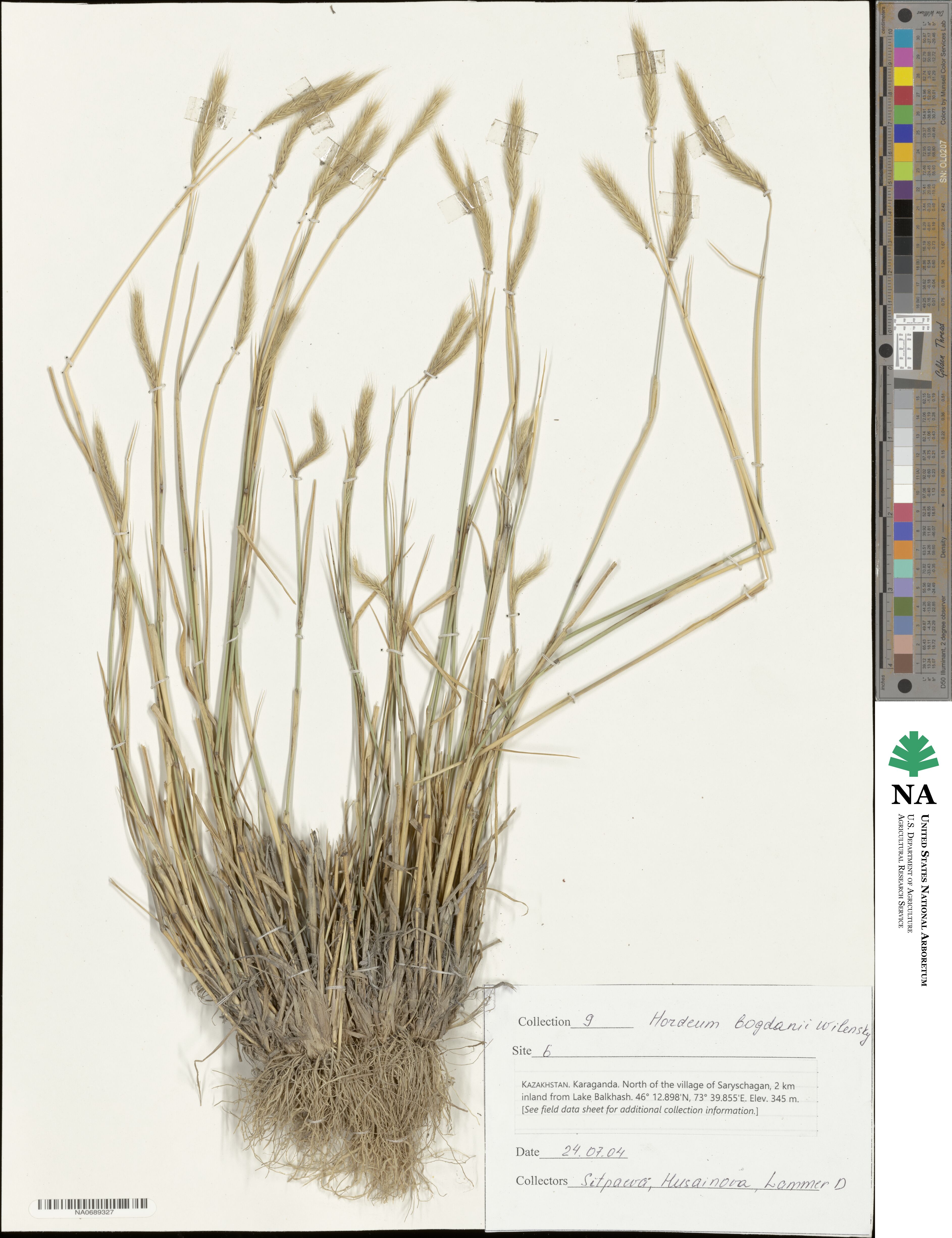 Hordeum bogdanii image