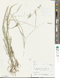 Hordeum brevisubulatum image