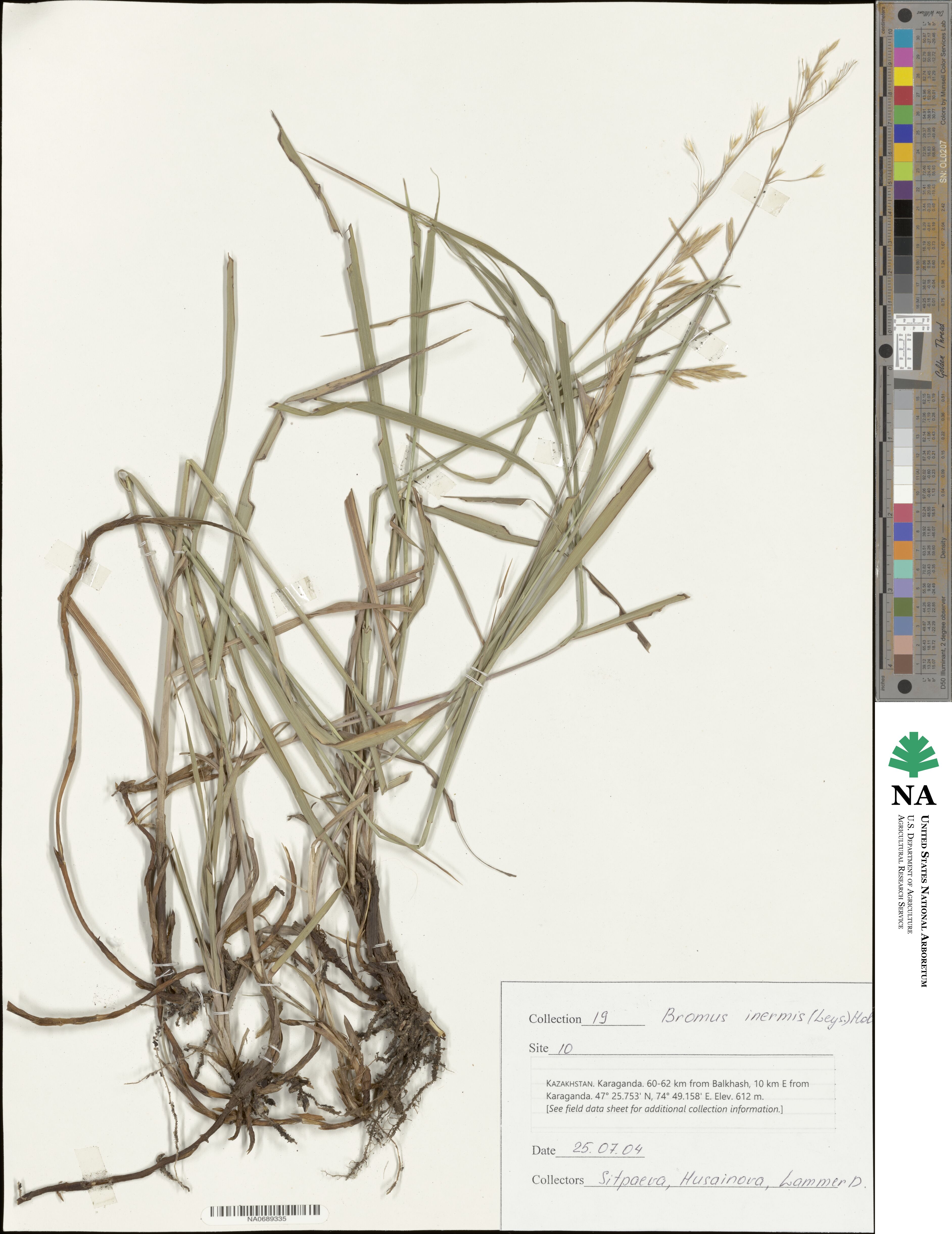 Bromus inermis image