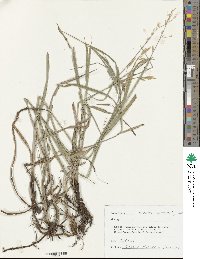 Bromus inermis image