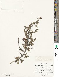 Cotoneaster horizontalis image