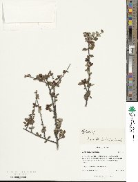 Cotoneaster buxifolius image