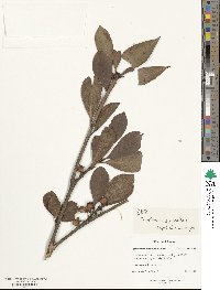 Ternstroemia gymnanthera image