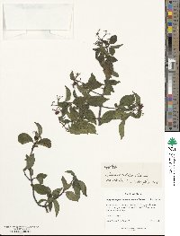 Viburnum foetidum image