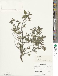 Abelia macrotera var. parvifolia image