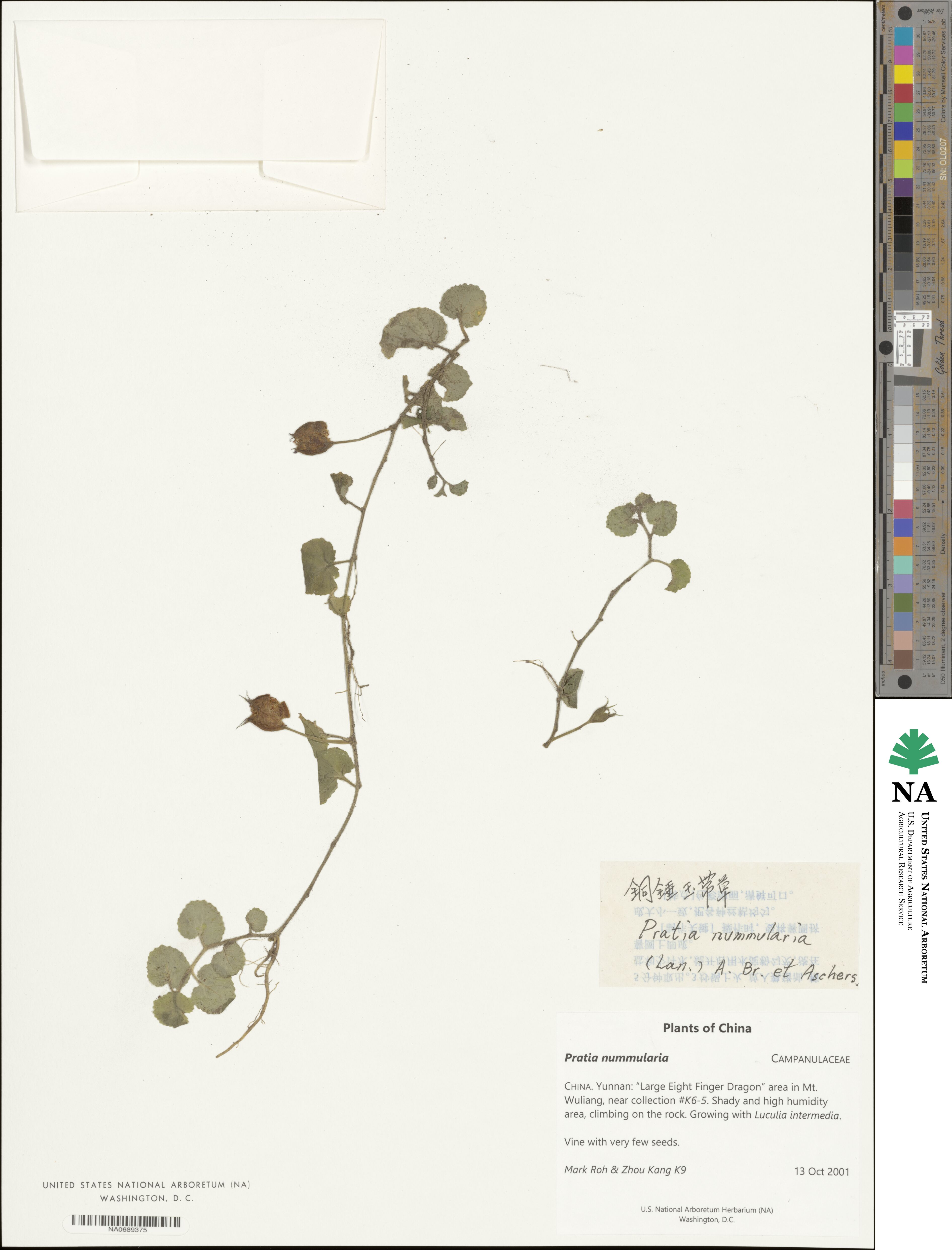Lobelia nummularia image