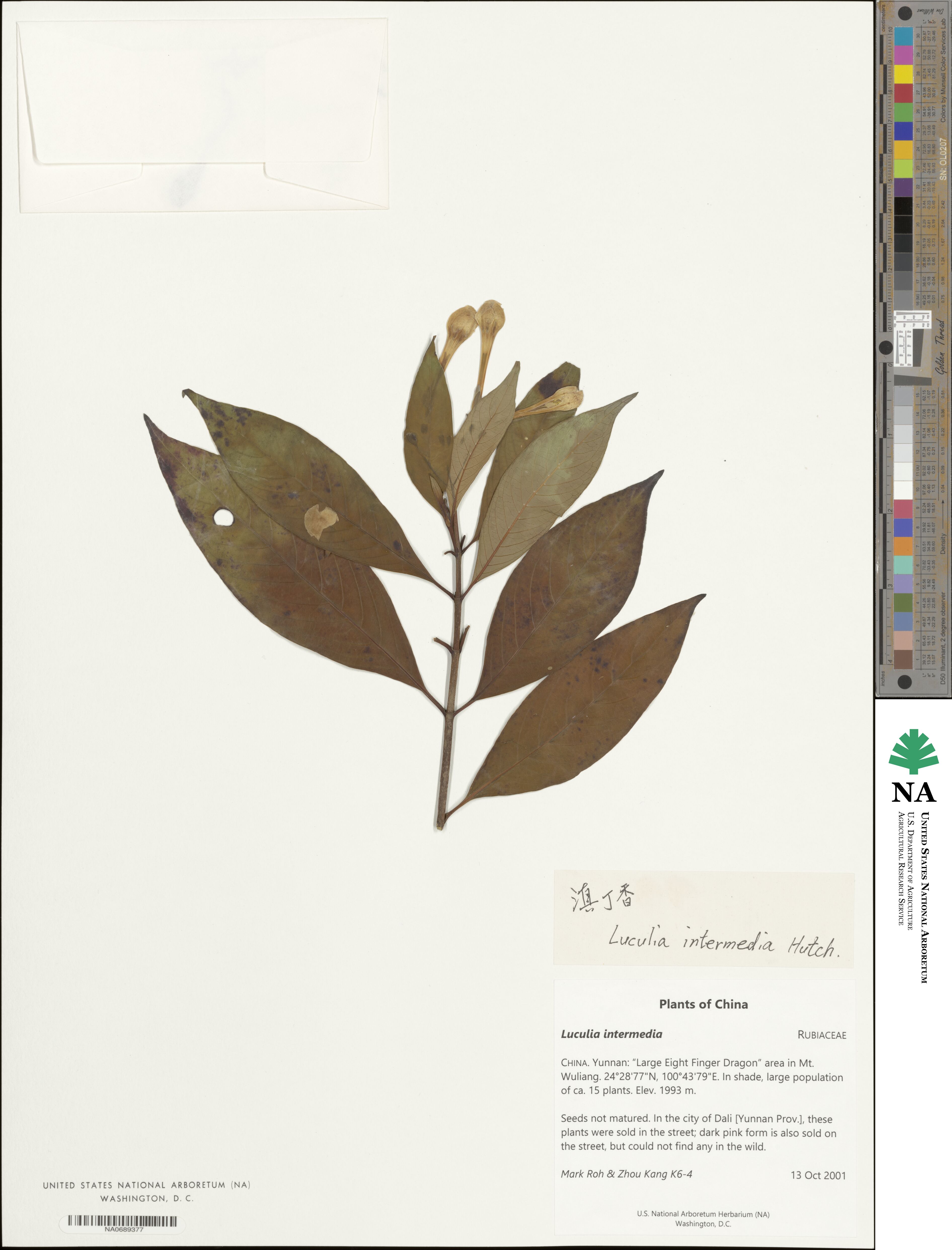 Luculia pinceana image