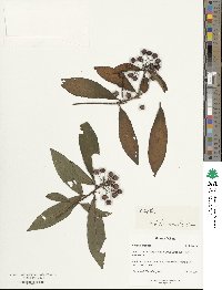 Ardisia crenata image