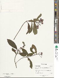 Ardisia crenata image