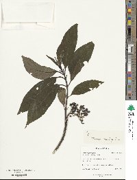 Hydrangea febrifuga image