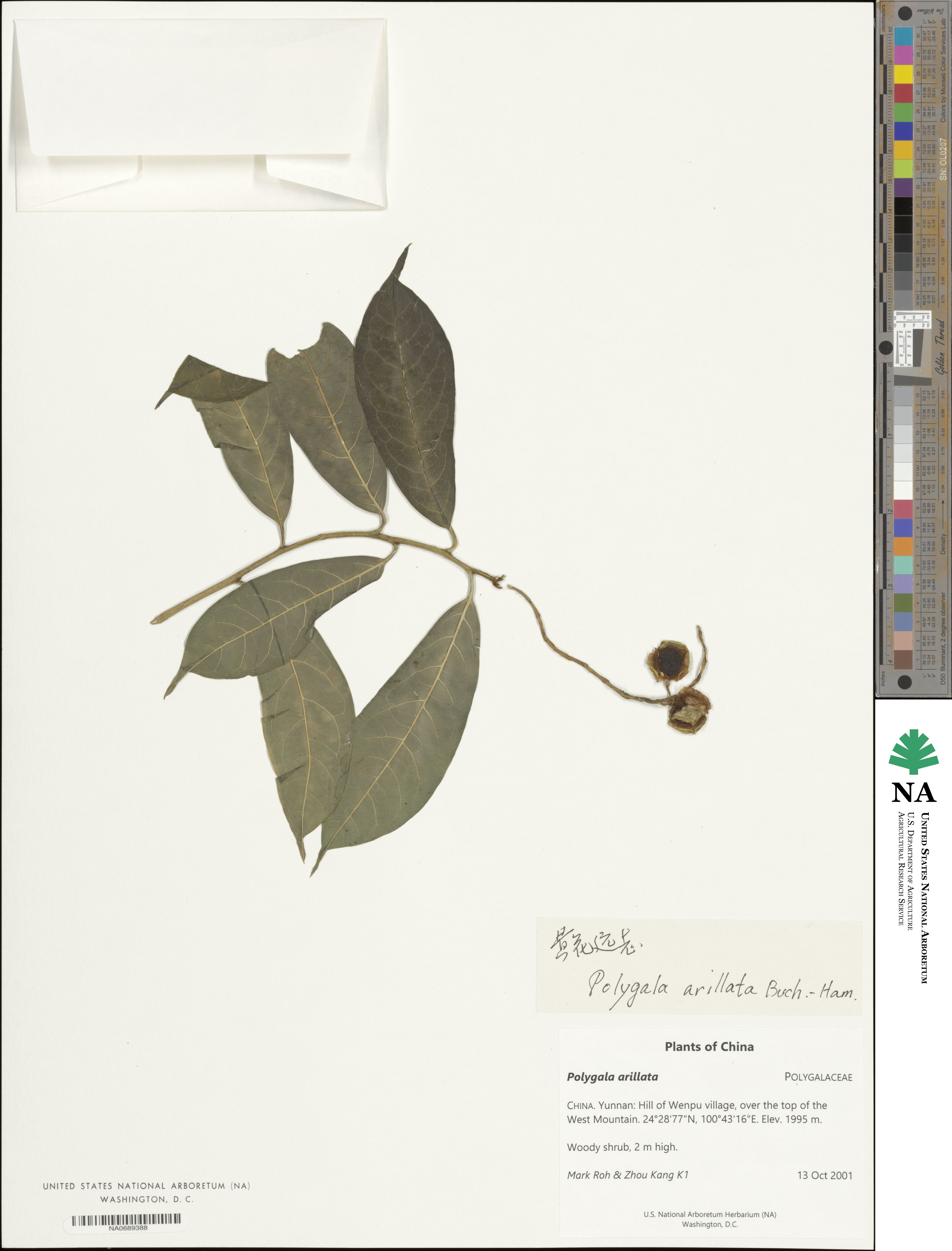 Polygala arillata image