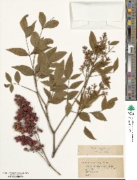 Nandina domestica image