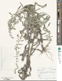 Artemisia ludoviciana image