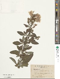 Plumbago capensis image