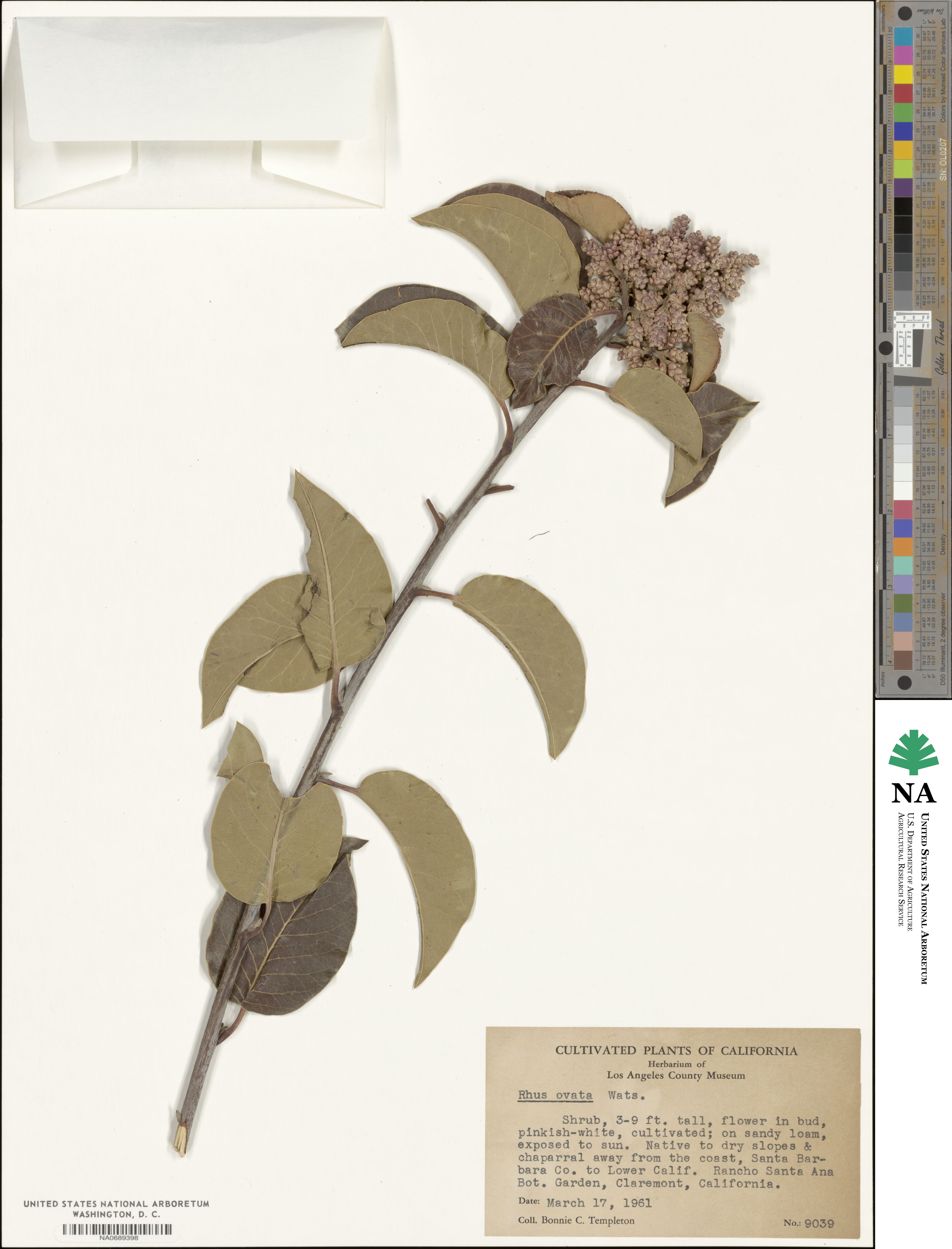 Rhus ovata image