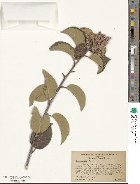 Rhus ovata image
