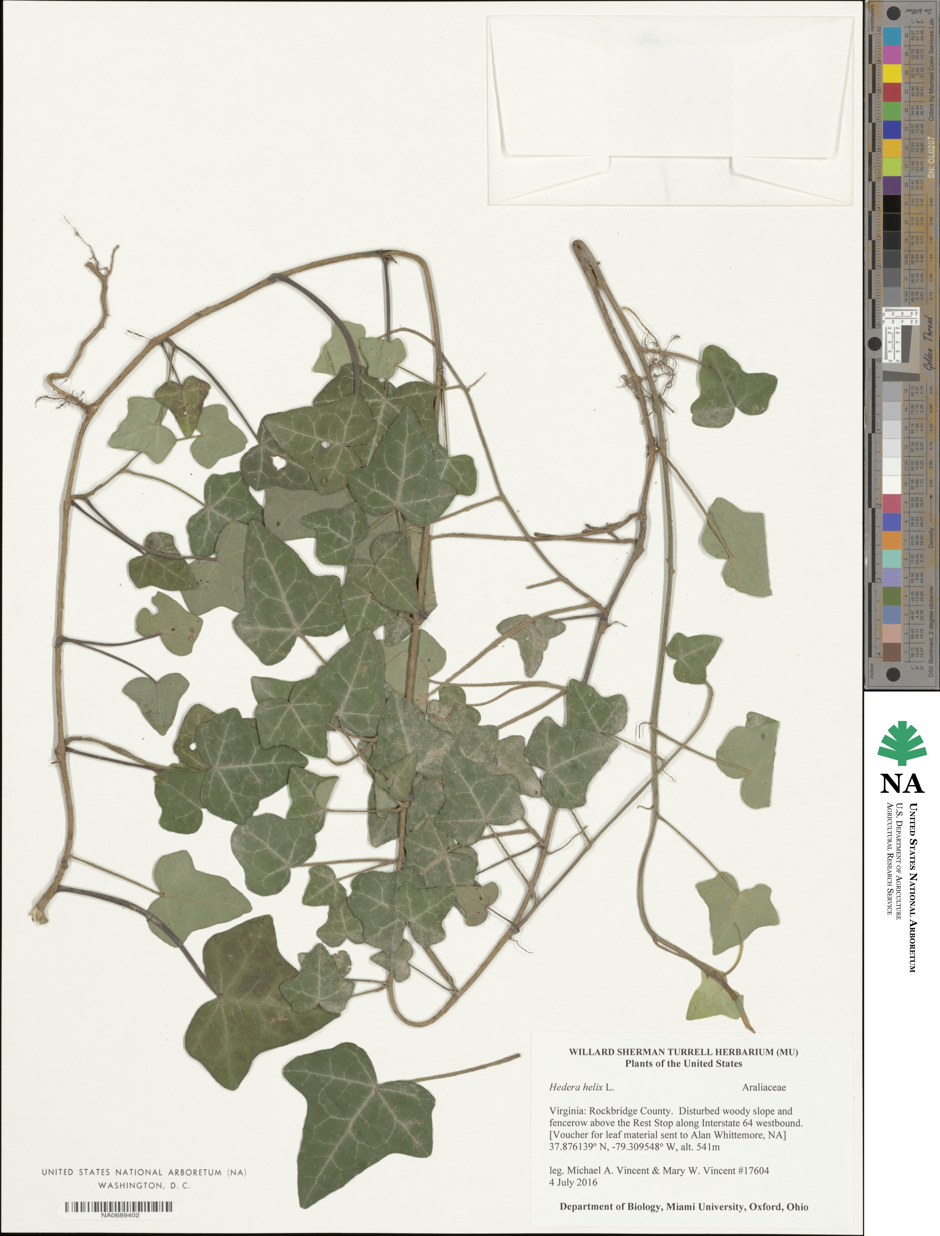 Hedera helix image