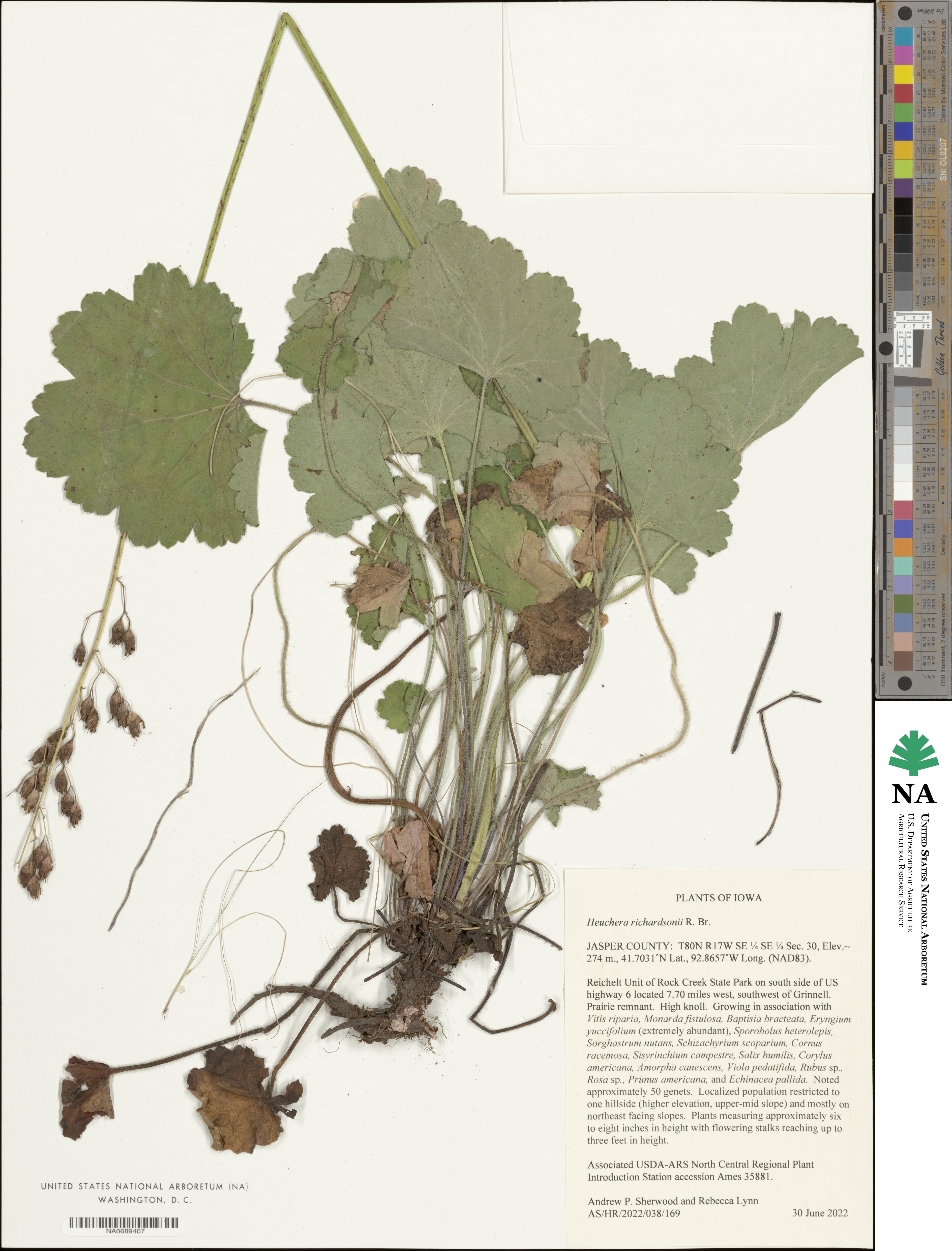 Heuchera richardsonii image