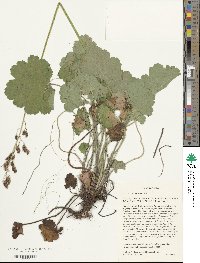 Heuchera richardsonii image