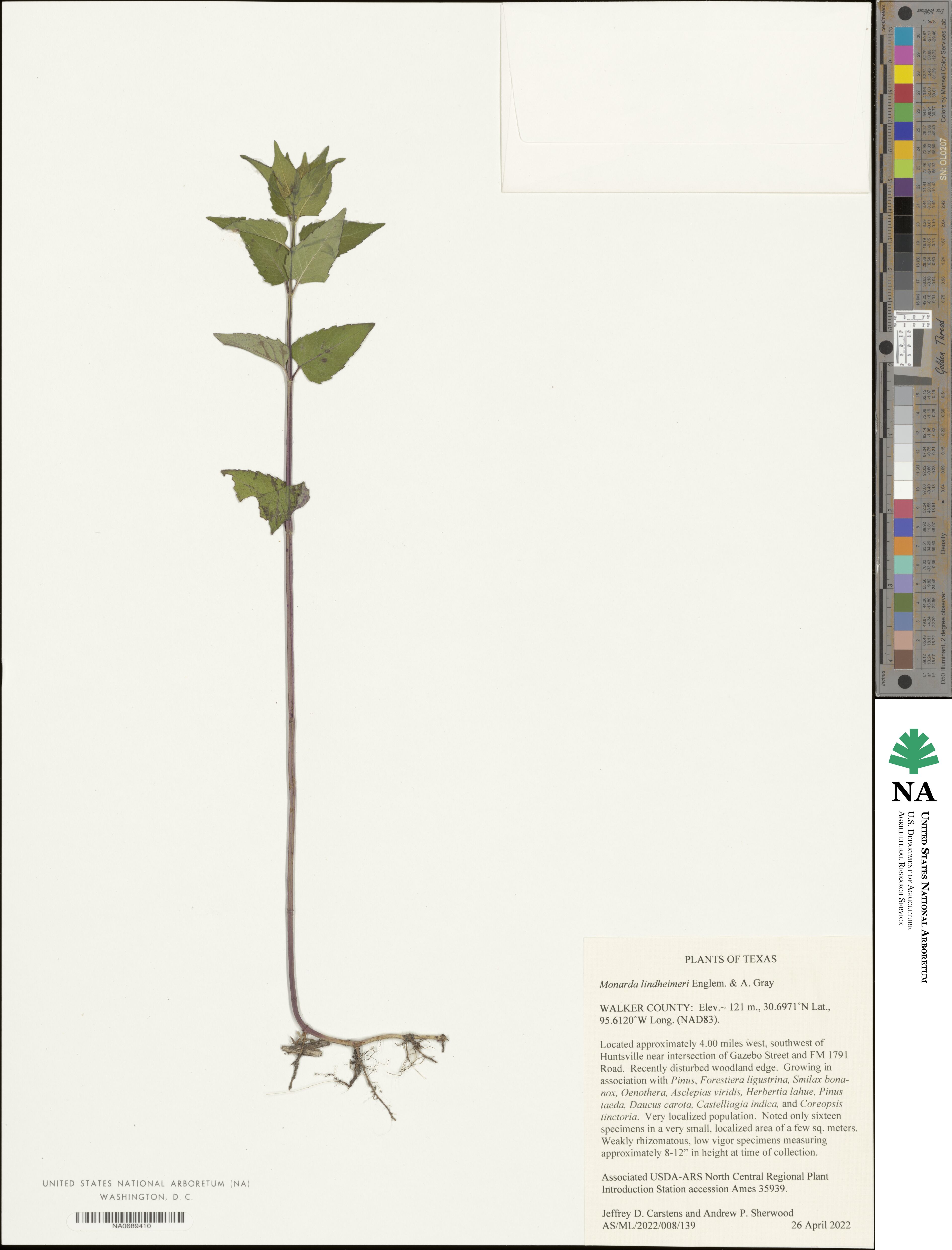 Monarda lindheimeri image