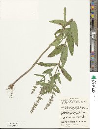 Stachys pilosa image