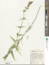 Phlox maculata image