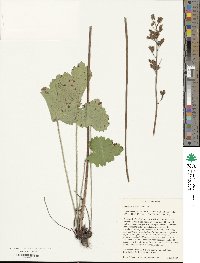 Heuchera richardsonii image