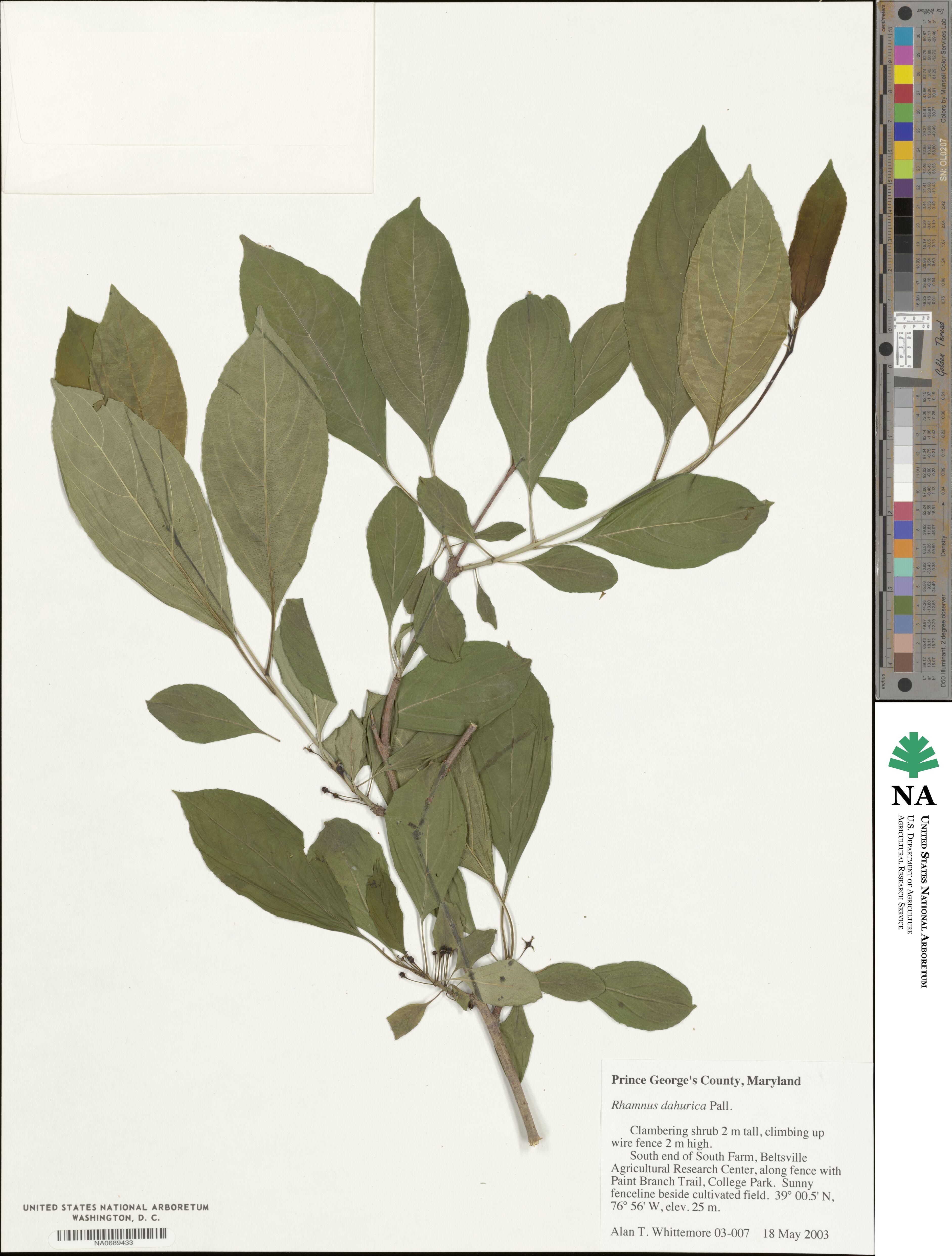 Rhamnus dahurica image